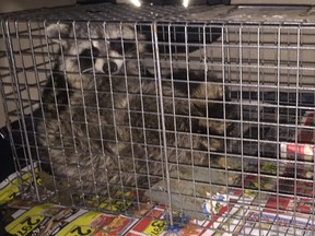Racoon in cage