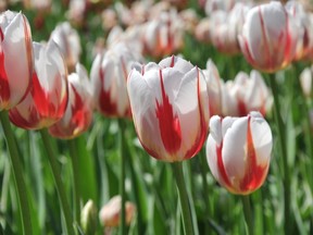Tulips | Mark Cullen column