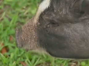 Kitchener man gets to keep his service pig in his basement apartment. (CTV Kitchener)