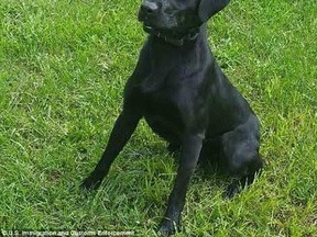 Ruger, a 17-month-old Labrador, is assigned to Ohio's Franklin County Internet Crimes Against Children Task Force. Ruger is trained to sniff out computer drives and storage cards, where suspects may have stashed child pornography collections. (U.S. Customs & Immigration Photo)