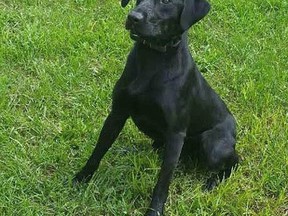 A file photo shows a Labrador.