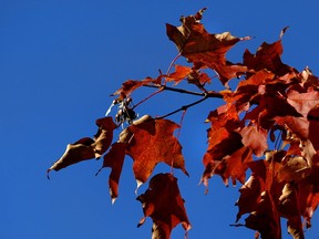 Starting October 3, Petrolia residents can get their certificate good for one complimentary tree. File photo.