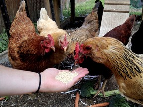 Urban chickens. (Postmedia Network file photo)