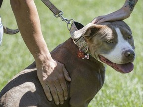 People pet a pit bull at Pelican Park during a protest against breed-specific legislation for dogs in Montreal on July 16, 2016. (Dario Ayala/Postmedia Network)