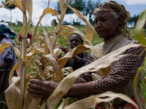 Women engaged in subsistence farming produce much of the food grown in the poorest parts of the developing world. (YASUYOSHI CHIBA/Getty Images)