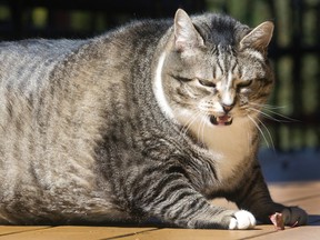 Logan, a 31-pound cat, struggles to get up at the Silver Fox Inn at the Waterville Valley resort Thursday Sept. 29, 2016 in Waterville Valley, N.H. The cat has been winning over guests and recently internet viewers. (AP Photo/Jim Cole)