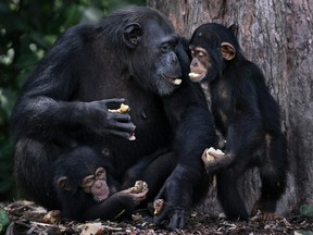 Chimpanzees who were formerly cared for by the New York Blood Center play on the Liberian island that is now their home.
