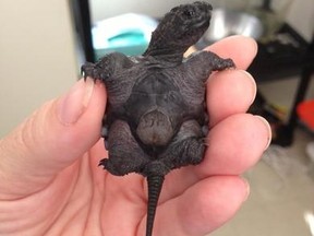 The snapping turtle (Photo courtesy Ashley Hanas)