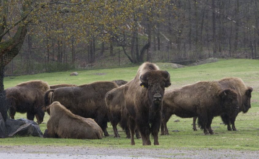 Three bison die at Toronto Zoo | Toronto Sun