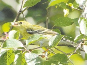 A flock of blackpoll warblers touched down at Point Pelee to refuel for their migration to South America. Although blackpolls have distinctive black and white plumage in the spring, their field marks can be confusing in the fall. (PAUL NICHOLSON, Special to Postmedia News)