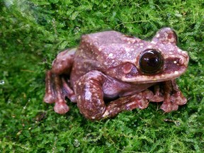 A Rabbs’ fringe-limbed tree frog. (Atlanta Botanical Garden photo)
