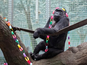 In this Dec.2012, file photo, provided by the Columbus Zoo and Aquarium, Colo, a lowland gorilla, sits in her enclosure at the zoo in Powell, Ohio. The longest-living gorilla on record has another great-grandbaby. The Columbus Zoo and Aquarium says a baby western lowland gorilla named JJ was born there Wednesday, Sept. 28, 2016. (Grahm S. Jones/Columbus Zoo and Aquarium via AP, File)