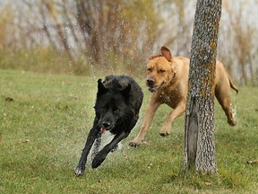 Wet dogs run and play at Kilcona Dog Park on Sat., Oct. 1, 2016. Police issued a public warning after a man said he was approached by three large coyotes at the park on Friday night. (Kevin King/Winnipeg Sun/Postmedia Network)