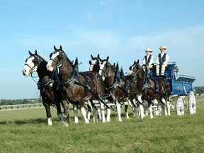 The Express Clydesdales are scheduled to appear at the Brigden Fair from Oct. 7 to 10, helping raise money for Harmony for Youth. Handout/Sarnia Observer/Postmedia Network