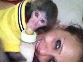 "Darwin" the ikea monkey with Yasmin Nakhuda December 18, 2012. (Toronto Sun files)