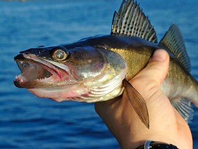The MNRF is asking boaters to avoid its nets set on Lake Nipissing for the annual walleye assessment.