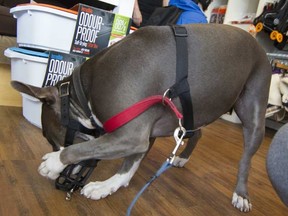 A 2 1/2-year-old pit bull named Priya tries to remove a muzzle placed on her during a fitting at the Doghaus pet shop in N.D.G. on Monday, Oct. 3, 2016. Phil Carpenter/Postmedia Network