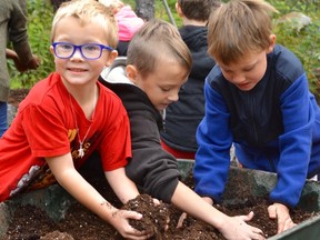 Grade 1 students Jacob Rodrigue, Bladian Wilson-Chayer and Corey Neas get their hands dirty as they prepare to plant sweetgrass at St. David School. Supplied photo