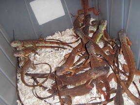 Green iguanas are shown in a handout photo from Environment Canada of animals which they have seized. THE CANADIAN PRESS/HO-Environment Canada MANDATORY CREDIT