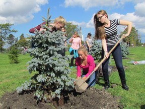 Ainsley Lewis, 13, Shailah Allen, 14 and Abigail Nicholson, 13, Grade 9 geography students at Great Lakes Secondary School, were part of a tree-planting crew Tuesday at Arlanxeo in Sarnia. (Paul Morden/Sarnia Observer/Postmedia Network)