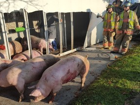 Firefighters corral pigs after the truck carrying them flipped on its side in Burlington on Wednesday, Oct. 5, 2016 (Photo by David Ritchie)