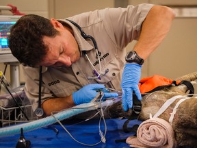 Doug Whiteside, Senior Staff Veterinarian at the Calgary Zoo, examines the teeth of an Ibex at the zoo's Animal Health Centre in Calgary, Alta., Thursday, Sept. 8, 2016.THE CANADIAN PRESS/Jeff McIntosh