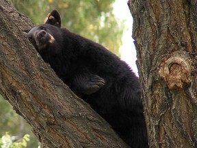 A black bear is shown up a tree in Kamloops, B.C. in a handout photo. Three laid-back black bears have wandered back into the bush in Kamloops, B.C., after spending a day lolling in a tree in that southern Interior city. (THE CANADIAN PRESS/HO-CFJC-Chad Klassen)