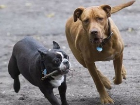 Myo, a 10-month-old pit bull mix, right, plays with Tonka, a Boston bull terrier, at the dog run at N.D.G. Park in Montreal, Sept. 27, 2016. (PHIL CARPENTER/MONTREAL GAZETTE)