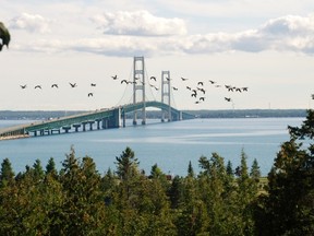 Canada Geese fly in front of the eight-kilometre long Mackinac Bridge connecting the Upper Peninsula with the southern part of Michigan. (photo by Wayne Newton, Special to the London Free Press)