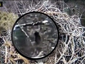 Some people think they’ve spotted Bigfoot on a live camera trained on an eagle’s nest in Michigan. (OutdoorHub/YouTube)