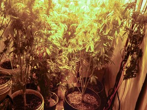 This grow op was busted up in Fisher River on Sept. 30. (RCMP PHOTO)