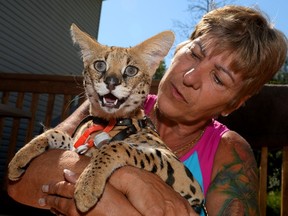 Margueret Lewis holds her female Serval cat named Koshi, 13 months, at her home in Carp, Ont., on Wednesday July 6, 2016. (THE CANADIAN PRESS/Sean Kilpatrick)