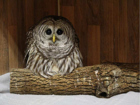 A Barred Owl that recuperated at Ottawa's Wild Bird Care Center before being released into the wild Wednesday night. Photo: Jeremy Plante, Wild Bird Care Centre -