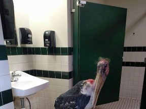 This Oct. 6, 2016, photo provided by the St. Augustine Alligator Farm and Zoological Park shows a marabou stork in a restroom at the facility in St. Augustine, Fla. The zoo said it moved all of its birds and mammals inside ahead of Hurricane Matthew's arrival. (Gen Anderson/St. Augustine Alligator Farm and Zoological Park via AP)