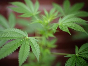 This file picture taken on Oct. 8, 2007, in London shows a cannabis plant. (Leon Neal/AFP/Getty Images)