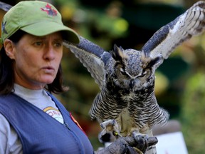 EMILY MOUNTNEY-LESSARD/The Intelligencer
Shauna Cowan, of the Canadian Raptor Conservancy, shows off a Great Horned Owl during the Algonquin and Lakeshore Catholic District School Board's annual Best Foot Forward conference at the H.R. Frink Centre on Friday in Plainfield.