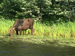 Moose outdoors photo