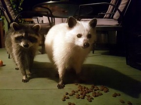 A white raccoon and its accomplice visit the home of Tiffany Downie in Garson. (Photo supplied)