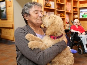 Resident Linda Burk hugs Lily Maija Finn, a 10-week-old golden doodle puppy, at a celebration at Finlandia Village in Sudbury, Ont. on Friday October 7, 2016. The event was held to reveal the official name of the resident puppy. The puppy's name was chosen as a result of a contest where residents, staff and volunteers were given an opportunity to submit names for the contest. Maija is part of a pet therapy program at Finlandia Village. John Lappa/Sudbury Star/Postmedia Network