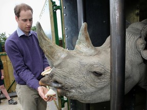 In this Wednesday June 6, 2012 file photo Britain's Prince William feeds a black rhino called Zawadi as he visits Port Lympne Wild Animal Park in Port Lympne, southern England. The Aspinall Foundation said Sunday Oct. 9, 2016, two critically endangered eastern black rhinos bred in captivity in England have given birth in the wild in Africa. (Chris Jackson/Pool, File)