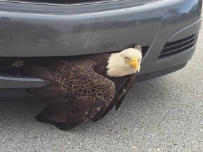 A bald eagle lodged in a car grill (Photo courtesy of Clay County Sheriff's Office)
