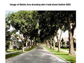 A report headed to Thursday’s finance committee meeting shows what "negative disease pressure causing Winnipeg to lose its elm canopy" might look like on Noble Avenue.