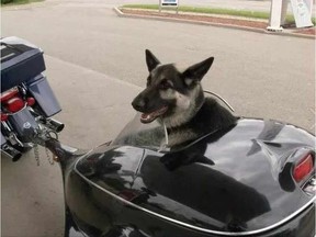 Winky the dog in his motorcycle trailer. Image supplied via Winky rides Facebook page.