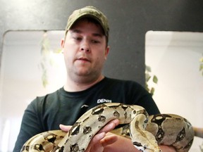 Dennis Epp, owner of Northern Exotics in the Donovan, holds a boa constrictor named Puppy. (Gino Donato/Sudbury Star)