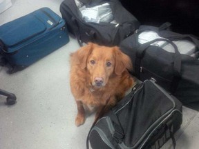 Detector dog Shaggy sniffed out nearly 100 kilograms of cocaine in the back of a trailer on Oct. 5.