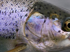 80,000 farmed rainbow trout that have been accidentally released into Danish waters. (Postmedia Network File Photo)