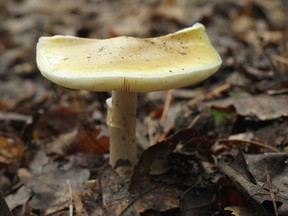 A highly poisonous mushroom called a death cap (Amanita phalloides, in German: Gruener Knollenblaetterpilz) grows in a forest near Schlachtensee Lake on August 15, 2011 in Berlin, Germany. (Photo by Sean Gallup/Getty Images)