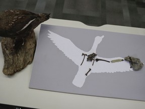 A recently discovered 70 million year old fossil of the “Vegavis Iaai” bird that lived in Antarctica’s Vega Island more than 70 million years ago is placed on silhouette and a model of the bird, on a desk before a conference in Buenos Aires, Argentina, Wednesday, Oct. 12, 2016. Scientists say that the bird probably sounded like a modern-day duck. They based their findings on the unearthed fossils of the bird’s sound-producing vocal organ known as the syrinx. (AP Photo/Natacha Pisarenko)