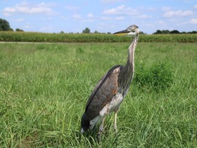 The great blue heron. (Photo submitted)