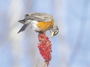 The furry red fruit of staghorn sumac attracts many birds, including robins and vireos.